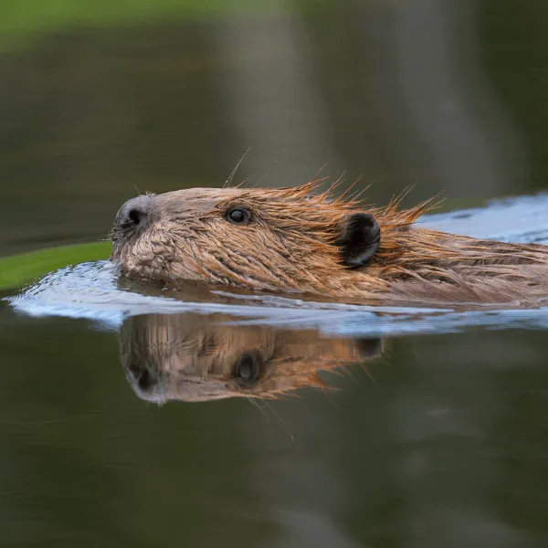 A beaver swimming in water, with a clear reflection on the surface.
