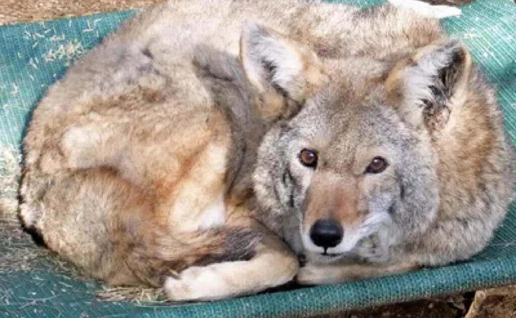 Don Coyote in his old age.