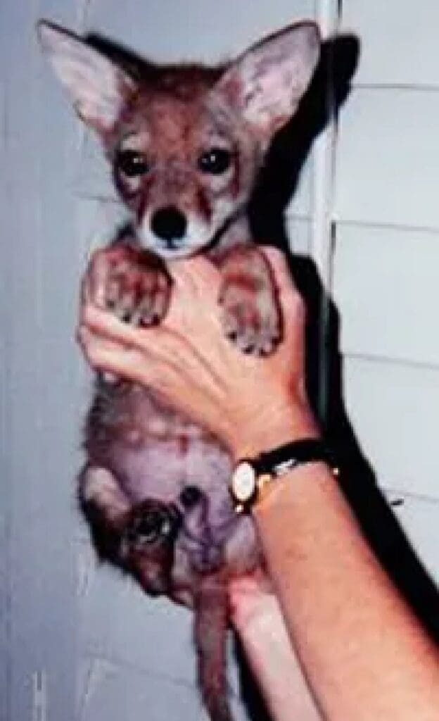 Don Coyote as a puppy.