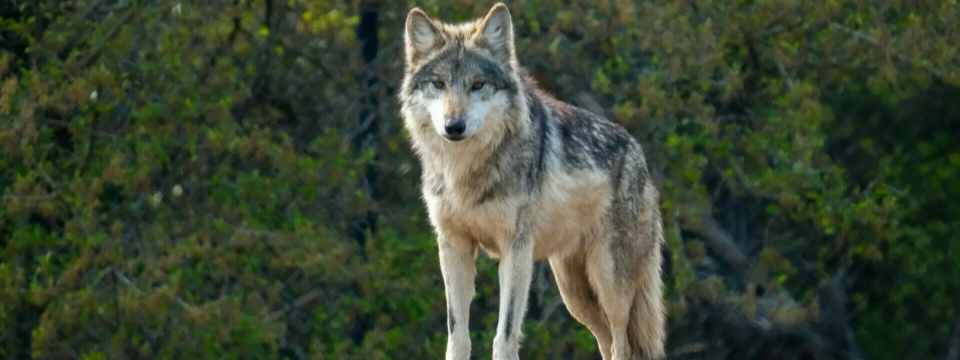 Mexican Gray Wolf.