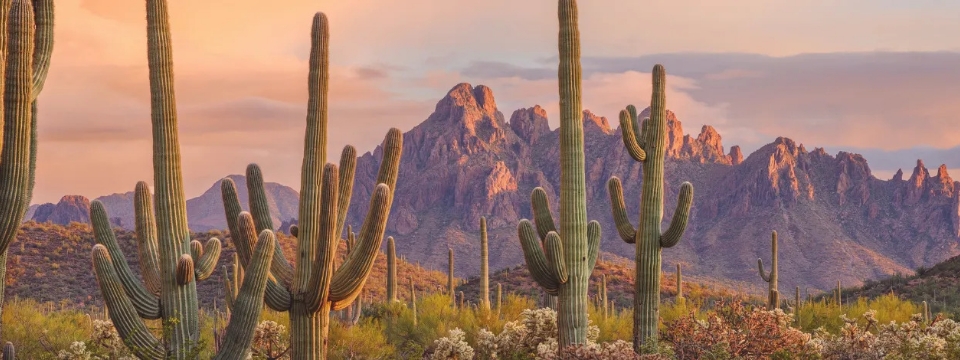 Saguaro cacti with mountains in the background at sunset.