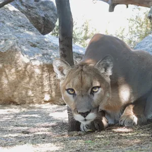 Mountain resting in a shade.