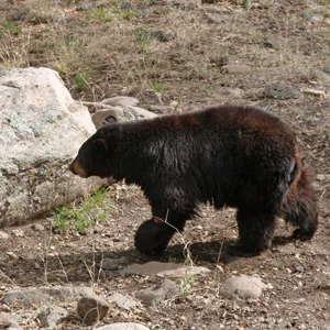 A bear walking