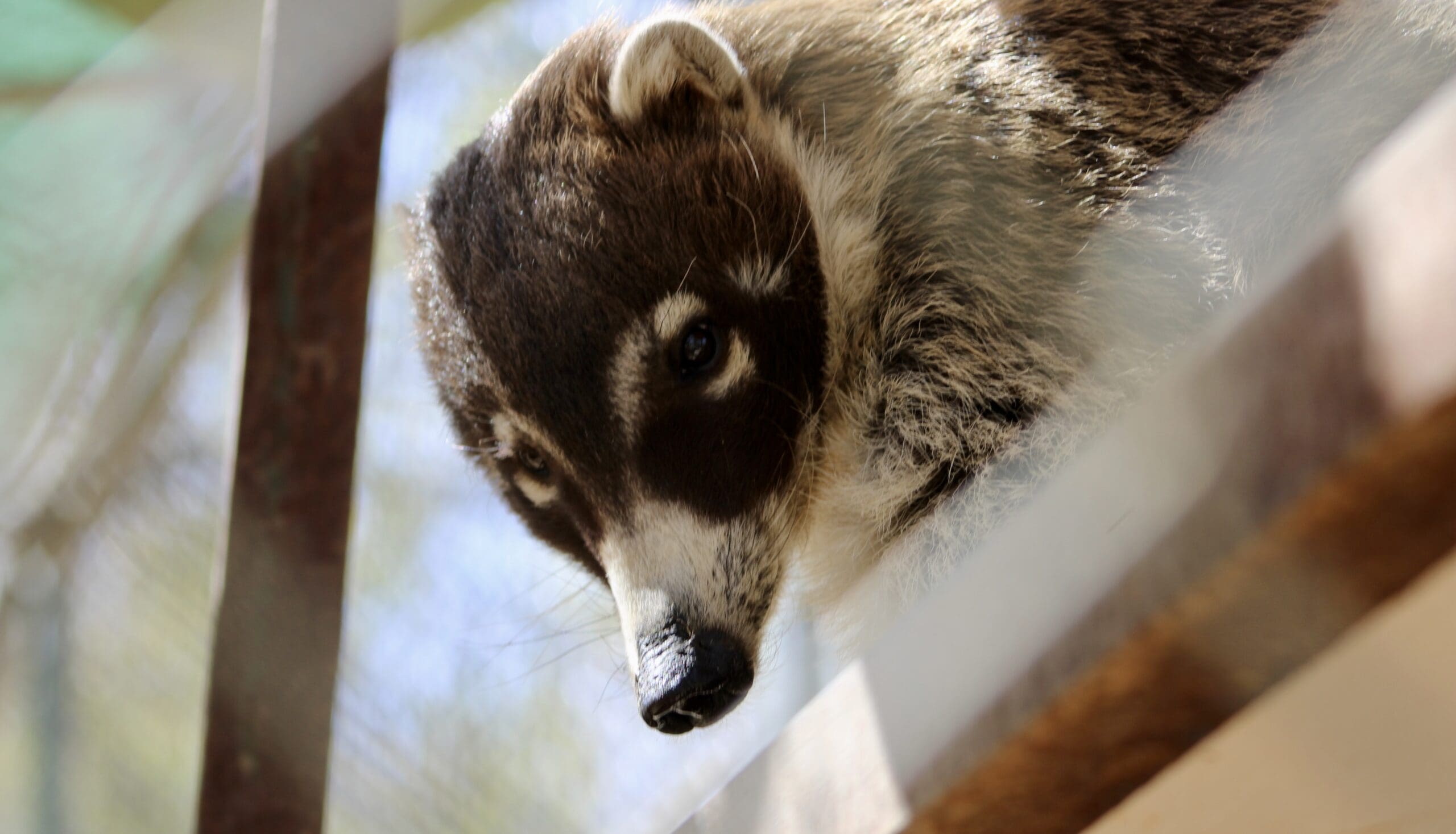 Close-up of coati behind glass.