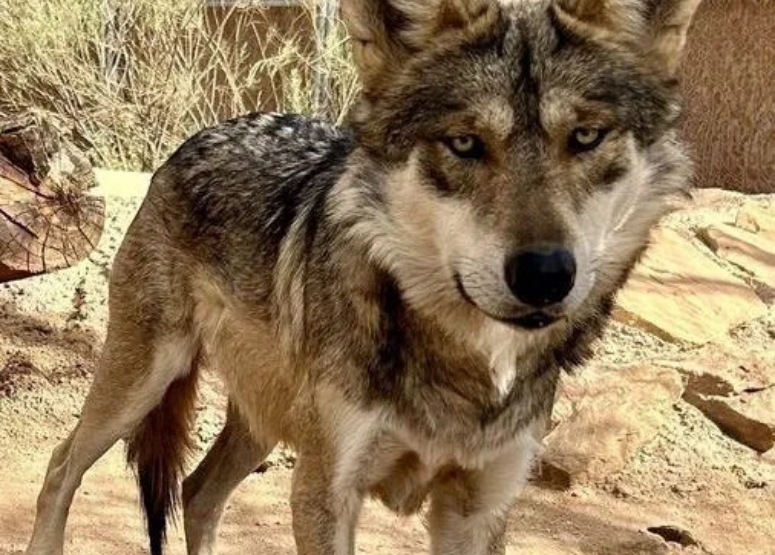 A close-up mexican gray wolf.