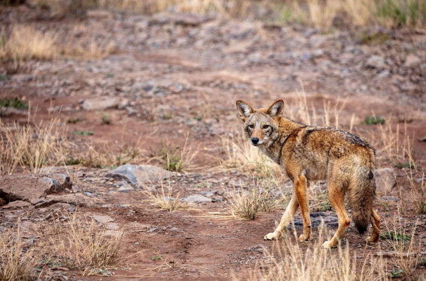 Coyote standing on a rocky, dry landscape with sparse grass.