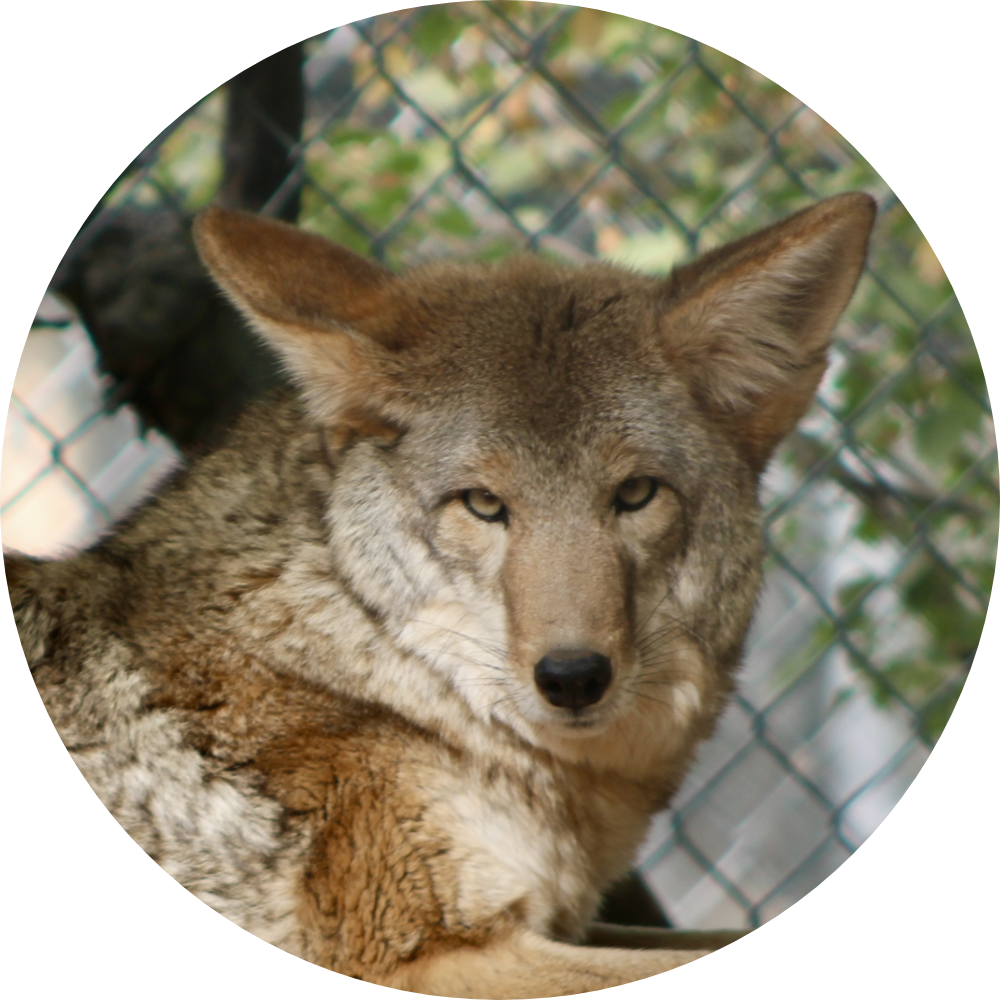 Coyote resting in an enclosure with a chain-link fence in the background.