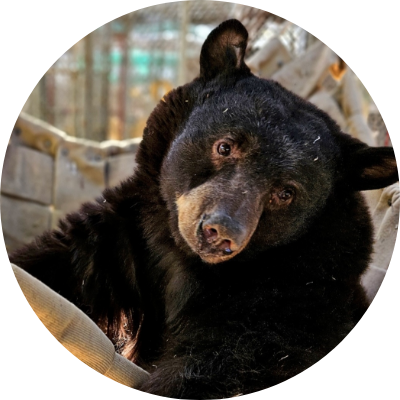 A bear with head tilting.