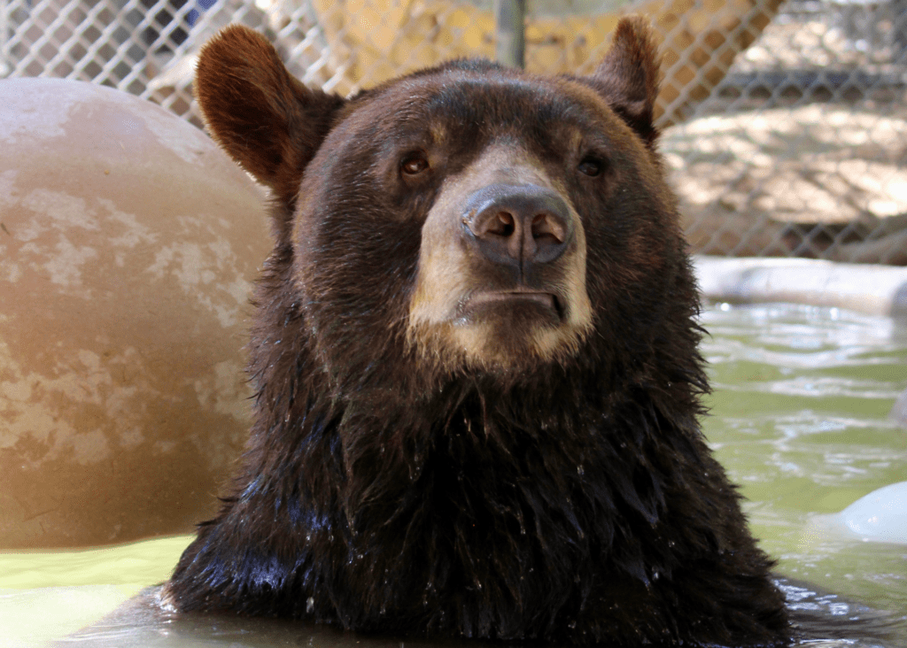 A bear in the water.