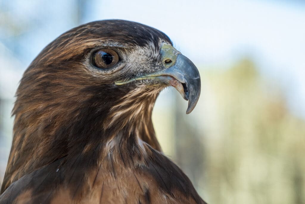 Hawk