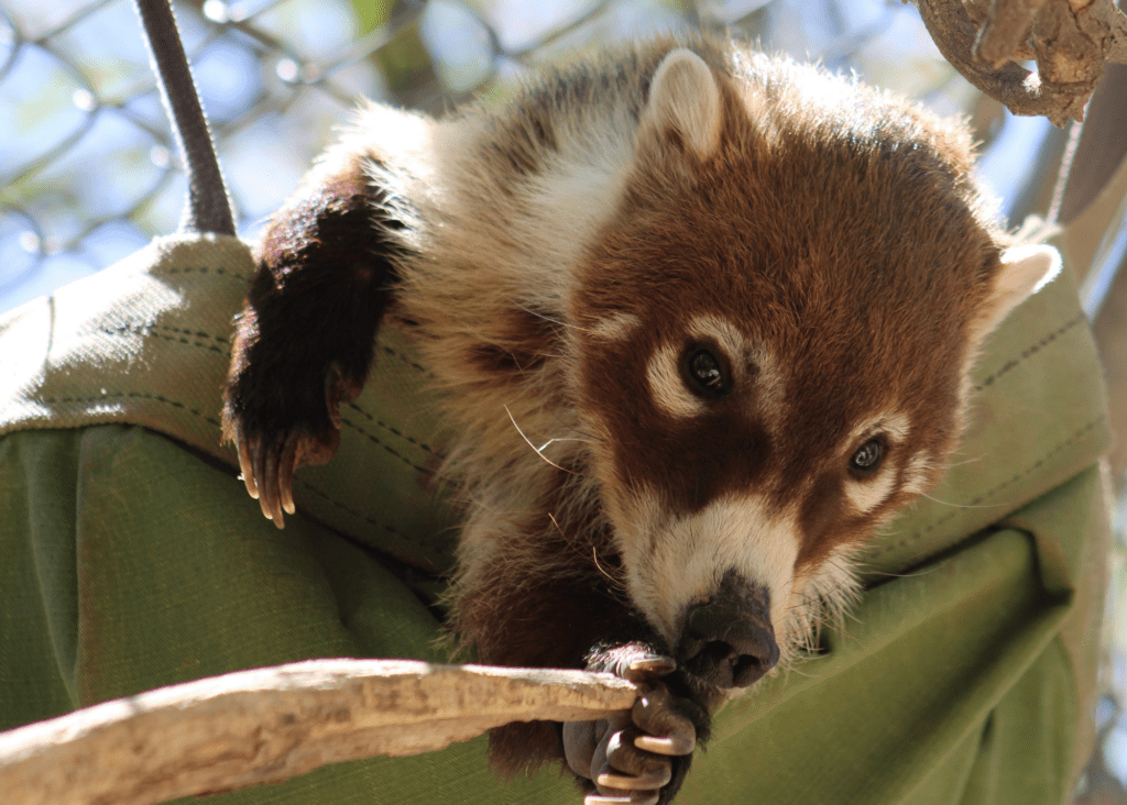 A coati with a brown and white face, gripping a tree branch.