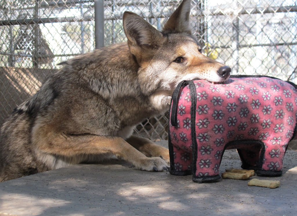 A coyote gently biting or playing with a pink toy.