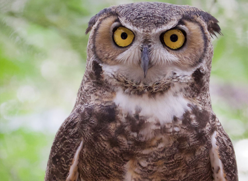 A close up owl