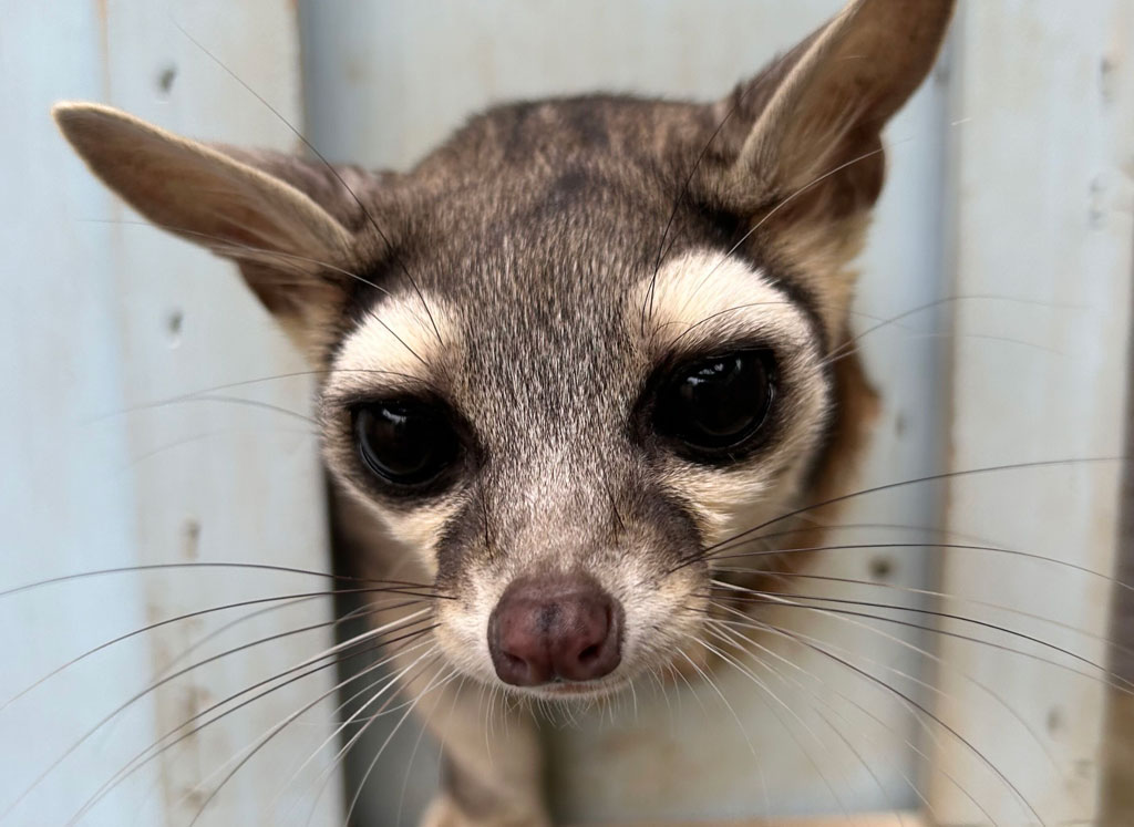 A close-up of a small mammal, with large dark eyes, pointy ears, and a curious expression.