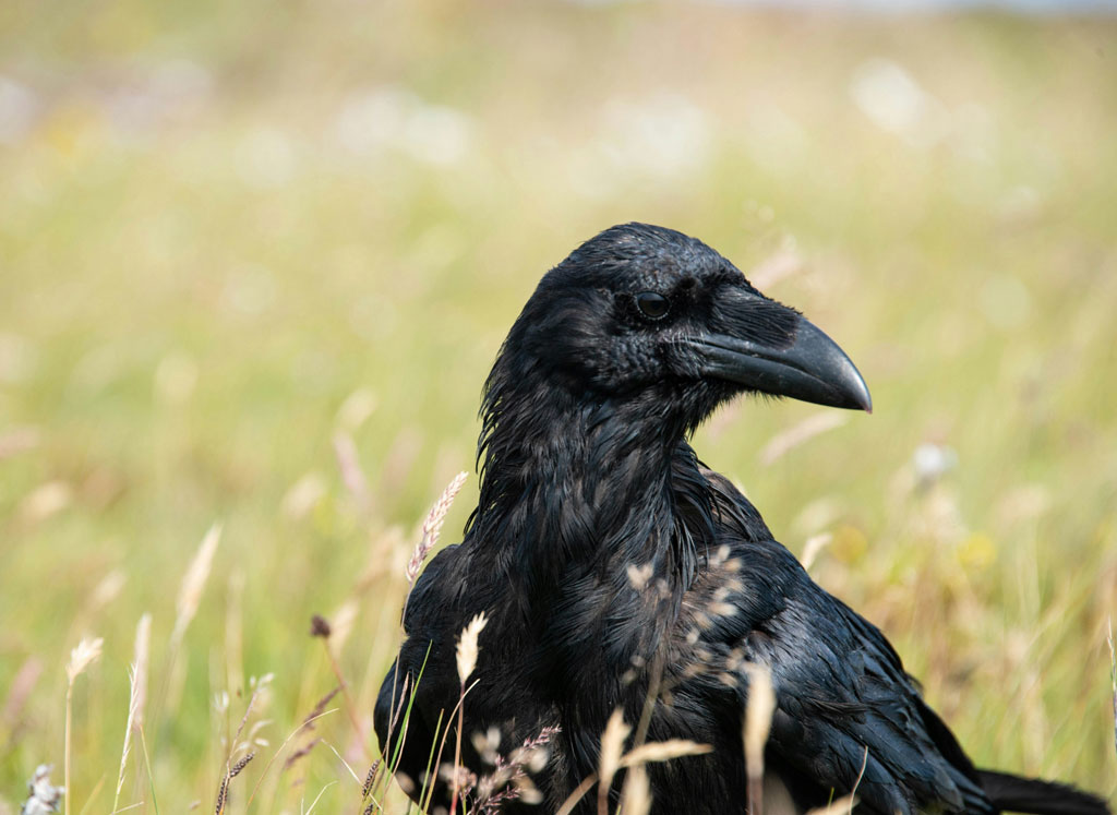 A raven
