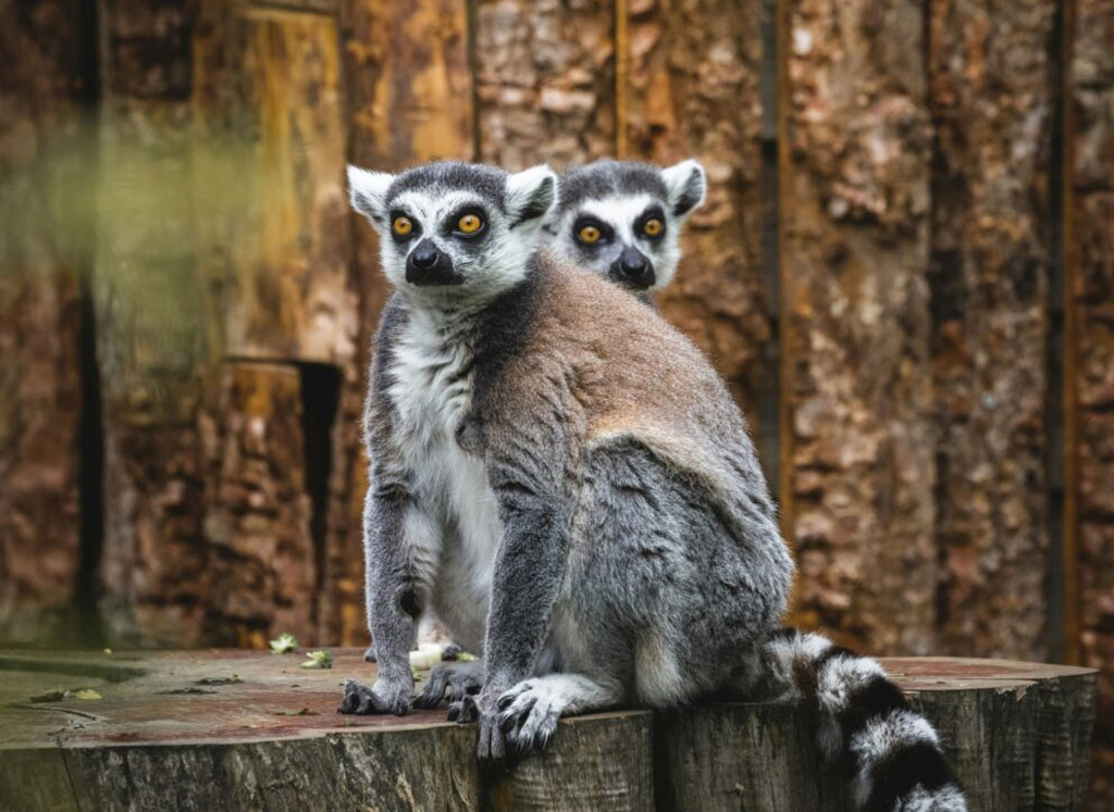 Two lemurs sitting on a wood.
