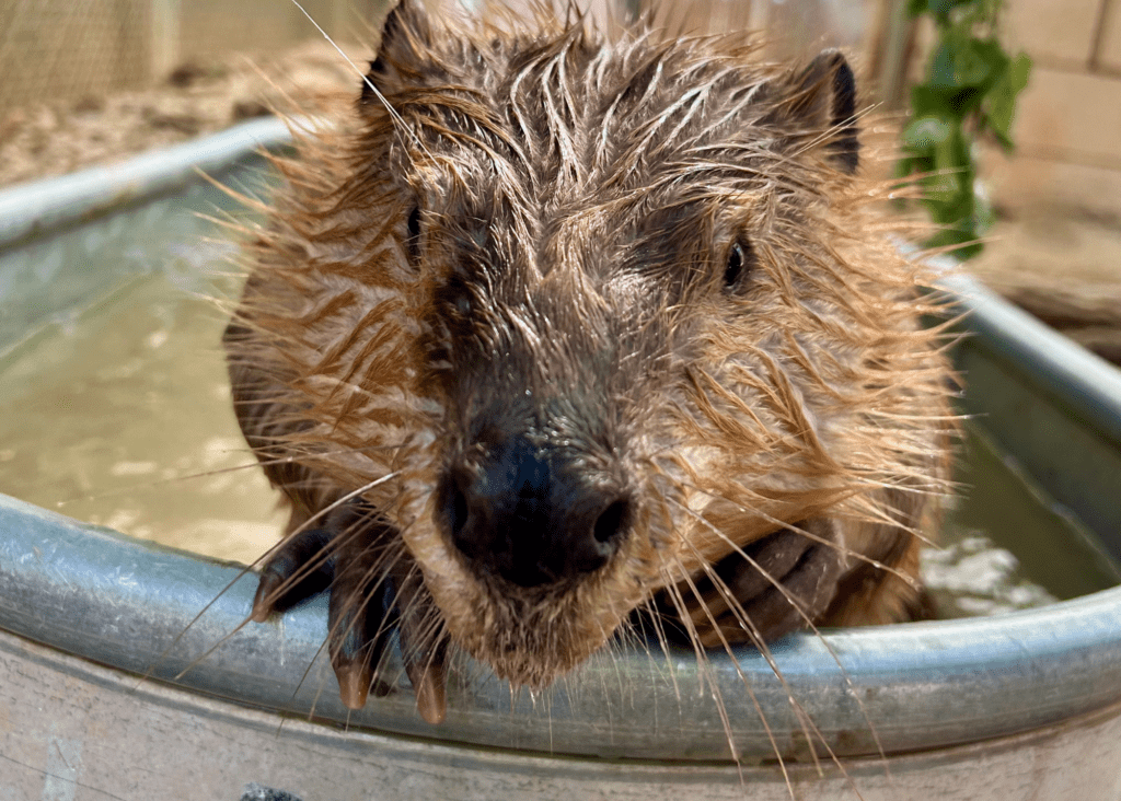 Wet beaver peeking out of a metal tub filled with water.