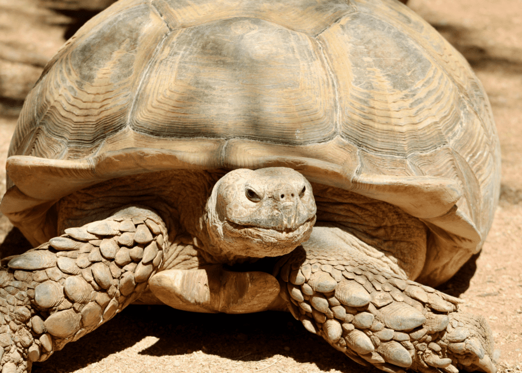 Tortoise
