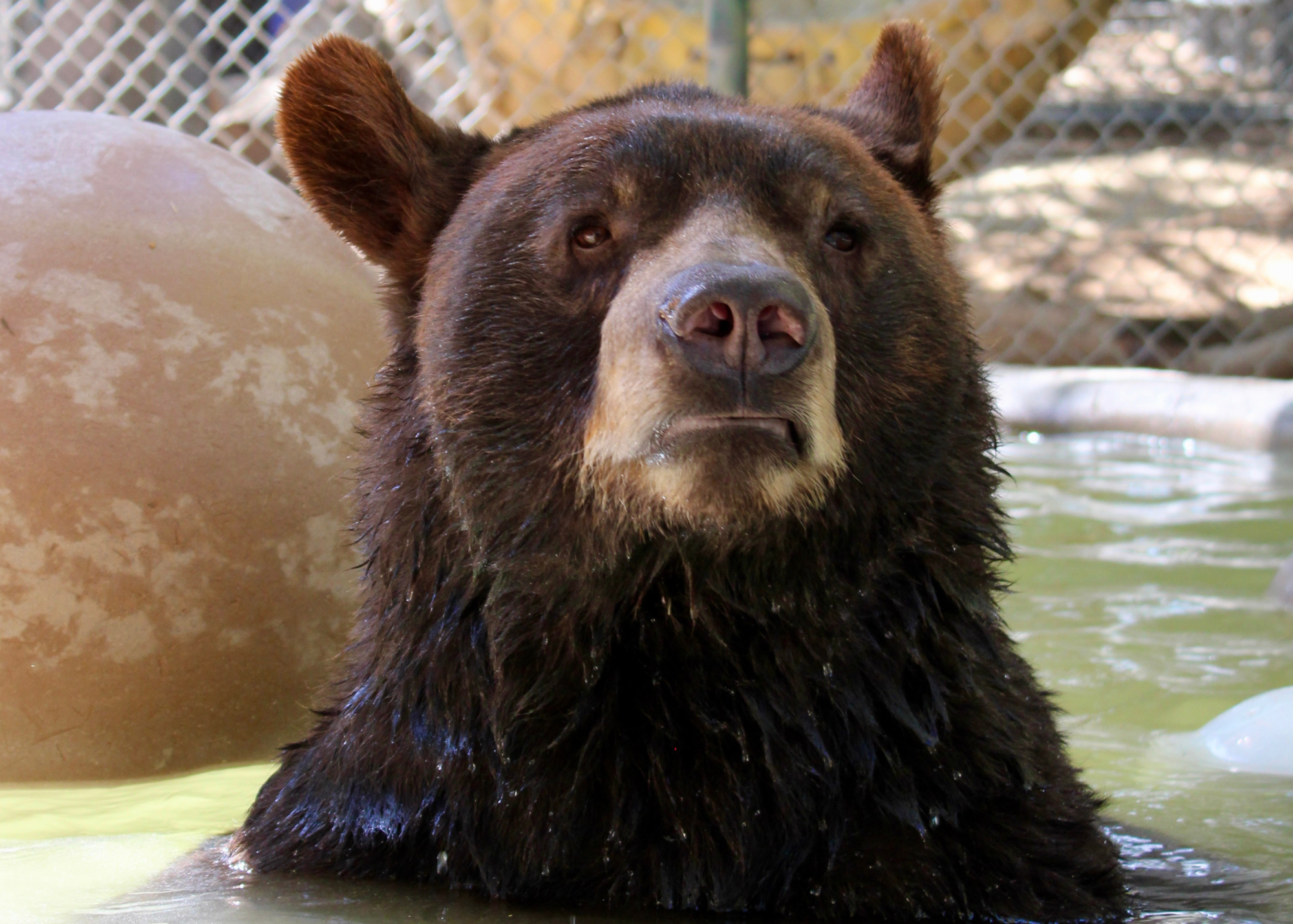 A bear.