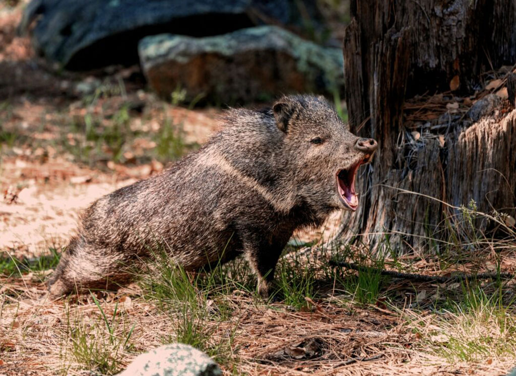A yawning collared peccary