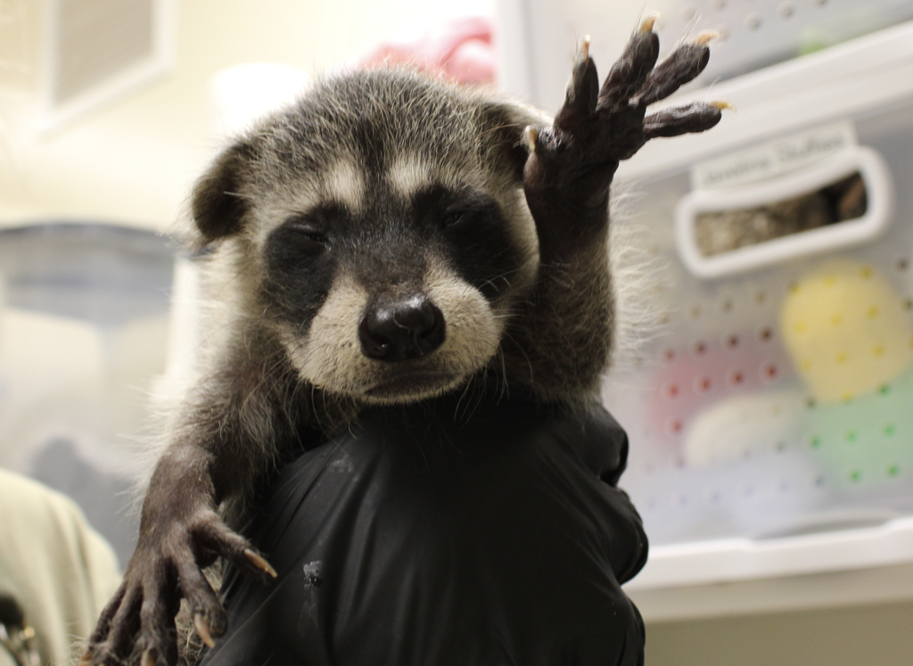 A young raccoon being held in a person's gloved hand, raising one paw as if waving.