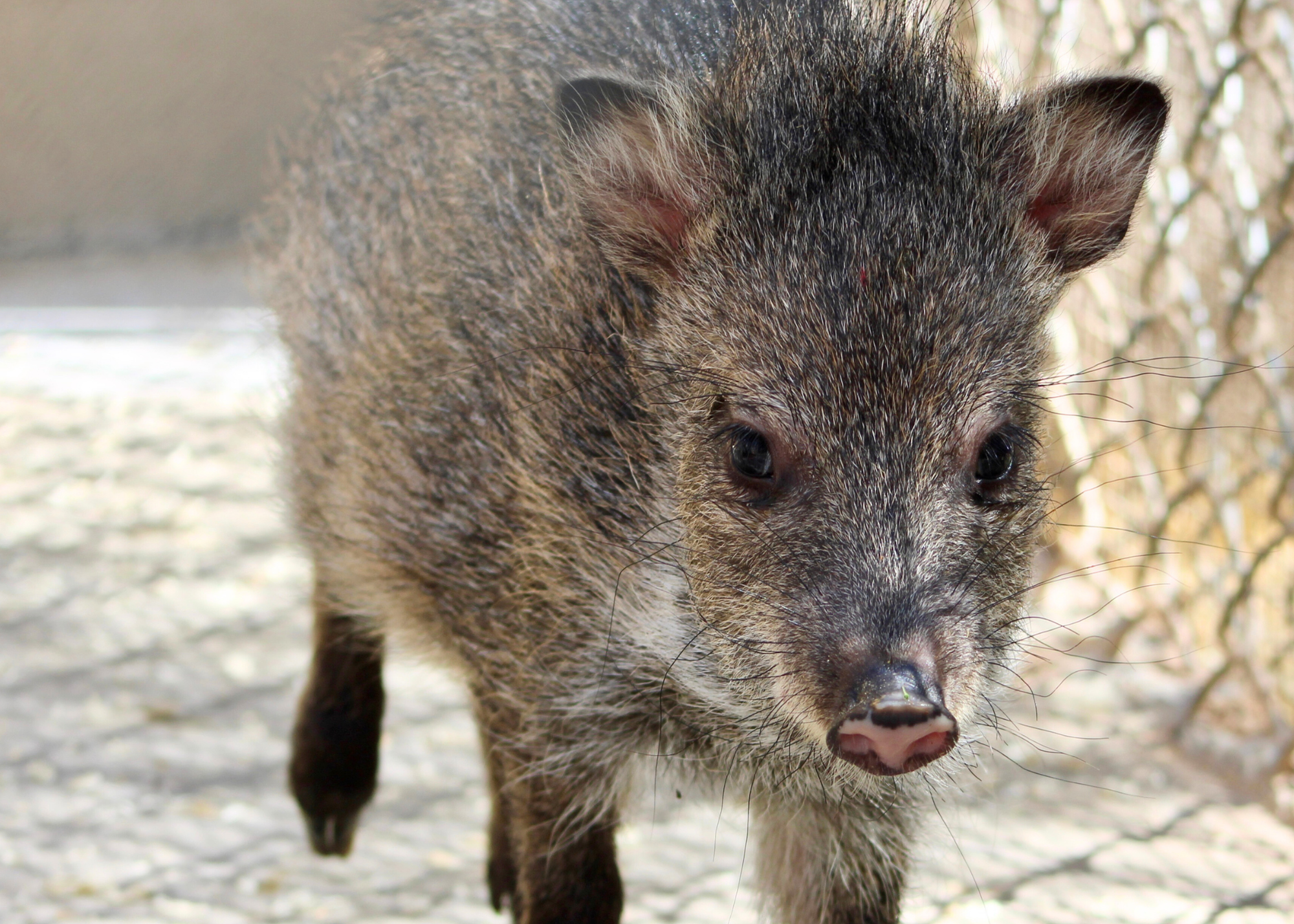 Javelina Squadron
