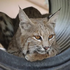 Catalina, Bobcat