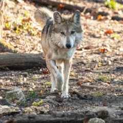 Vera, Mexican Gray Wolf