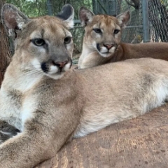 Felix & Zia, Mountain Lions
