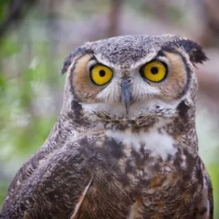 Moccasin, Great Horned Owl