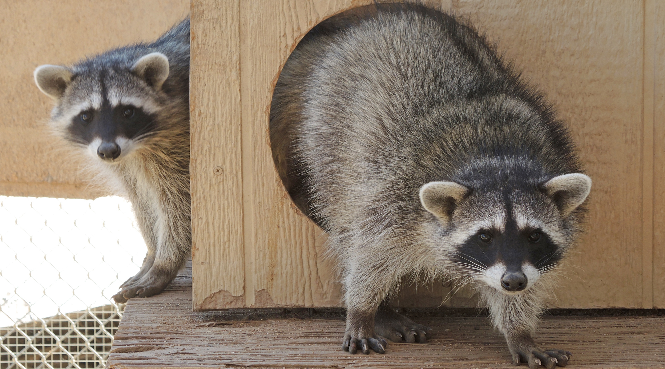 Raccoon Committee
