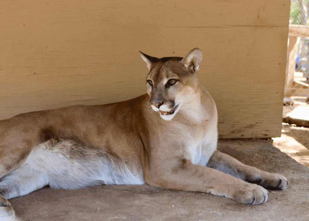 Mountain lion lying down in a shaded area.