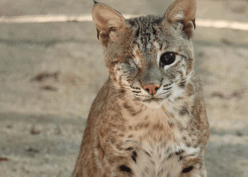 A one-eyed animal.
