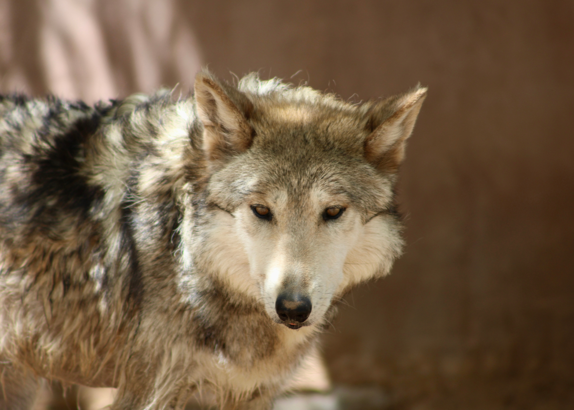 Mexican Wolf Pack
