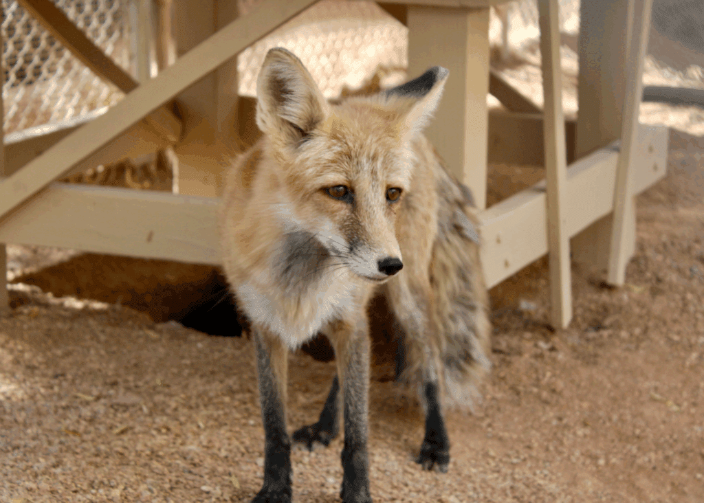 Kit fox standing alert near a wooden structure.
