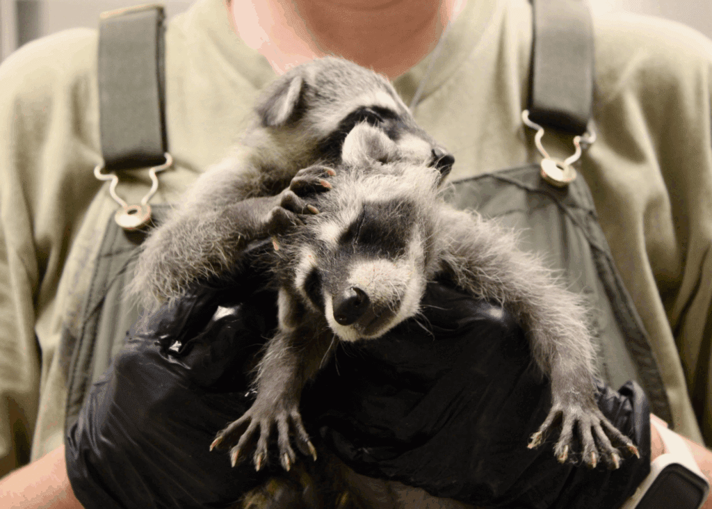 Two baby raccoons being hold by a professional.