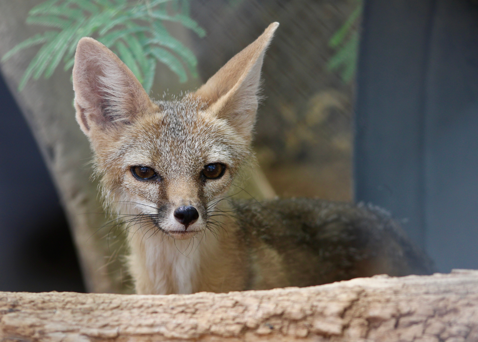 A fox.