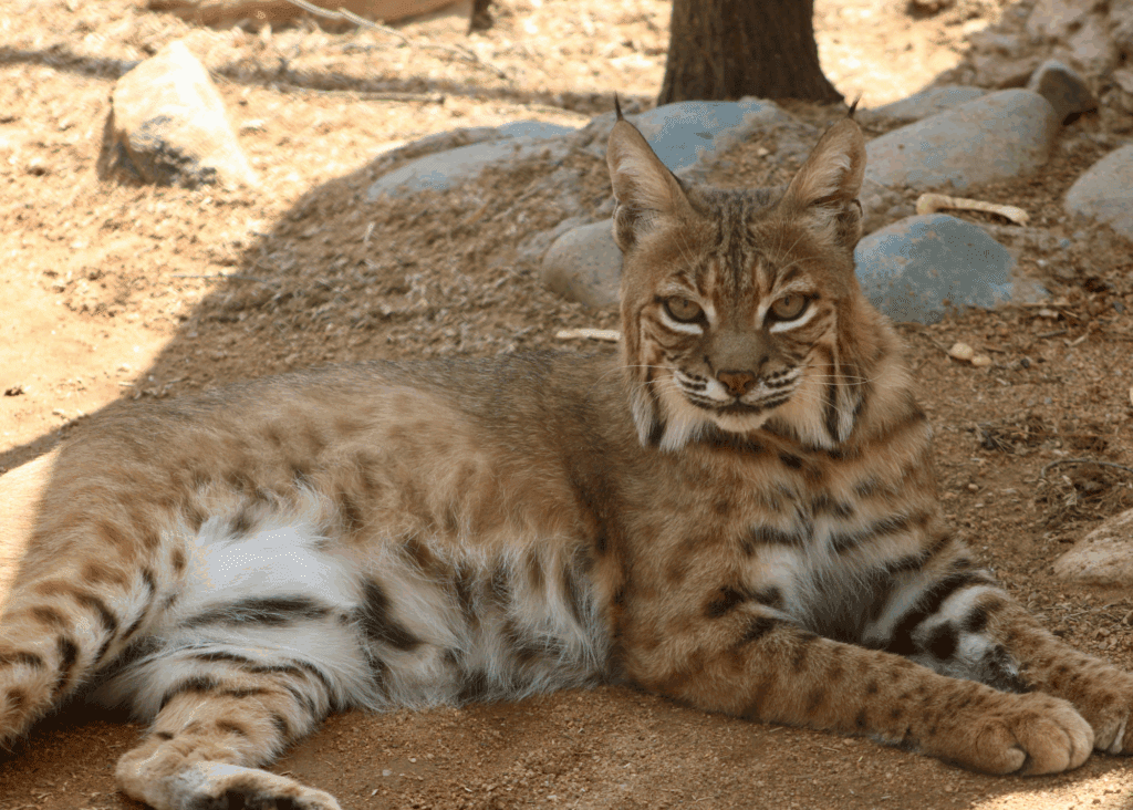 Bobcat lounging on the ground.