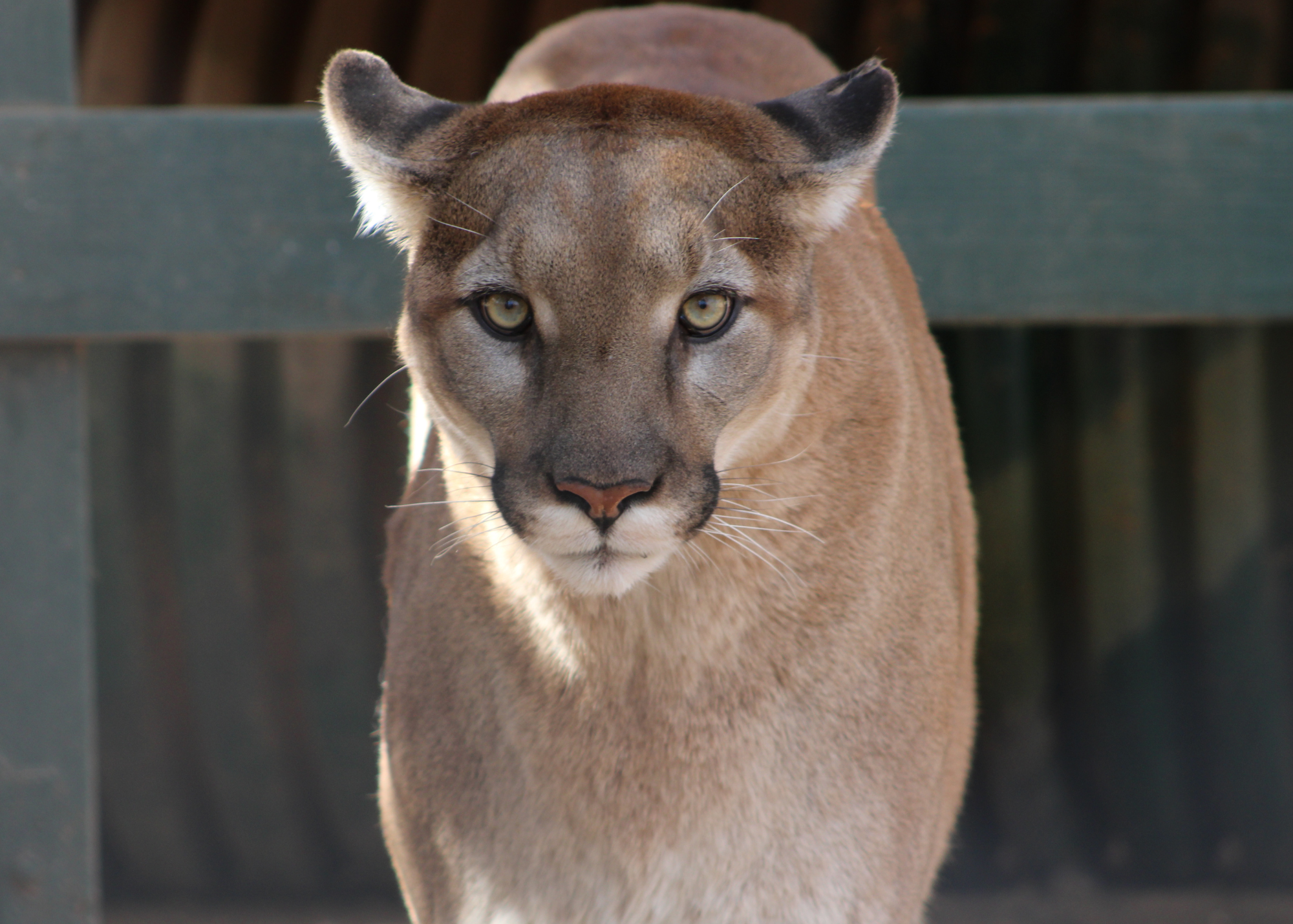 Mountain Lion Pride