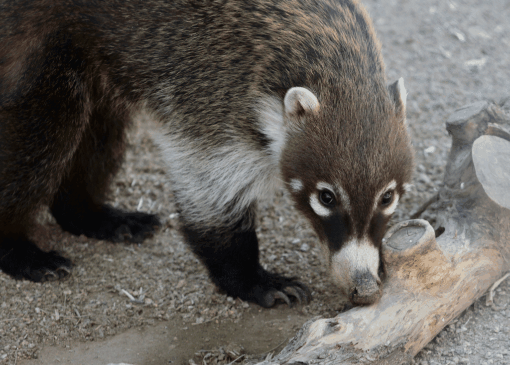 Coati sniffing the ground in a sandy enclosure.