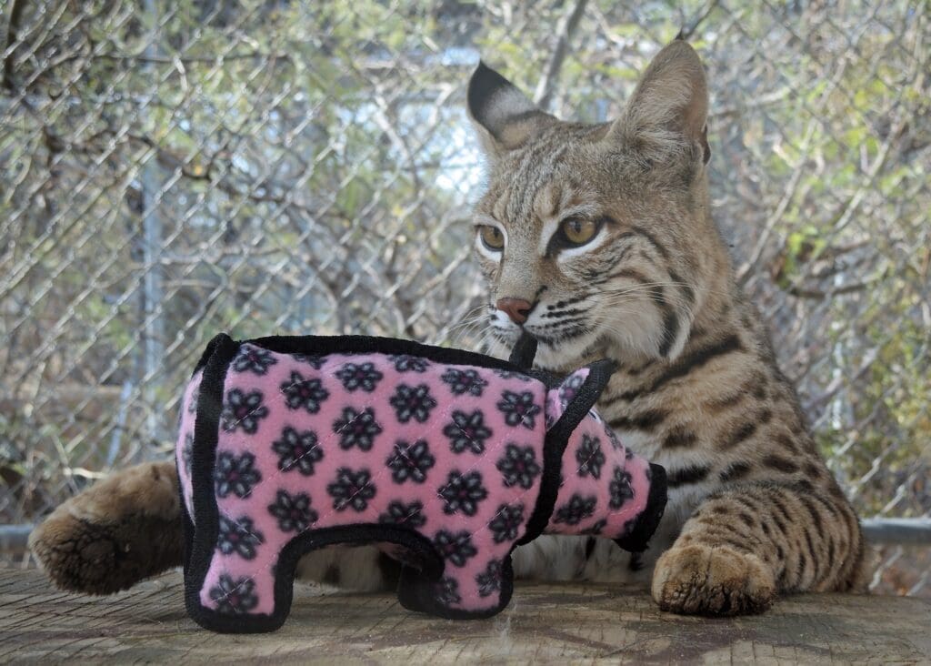 Bobcat resting paws on wood beside pink floral pig plush.