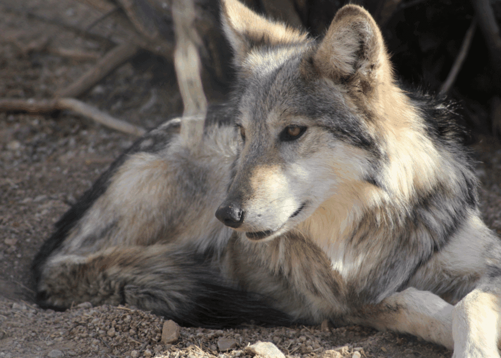 Gray wolf resting on the ground in a natural enclosure.