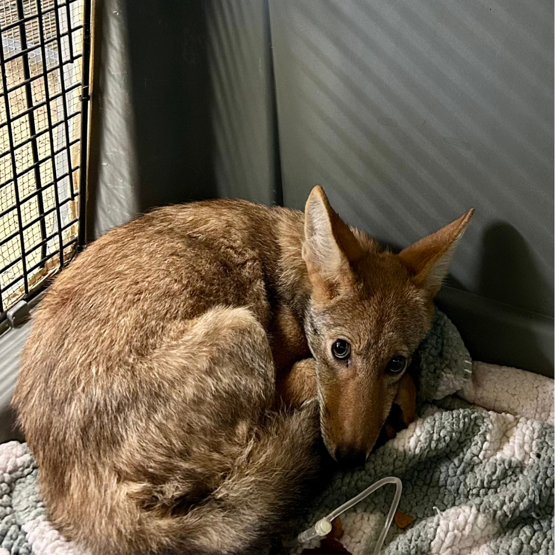 Coyote with heatstroke makes a full recovery.