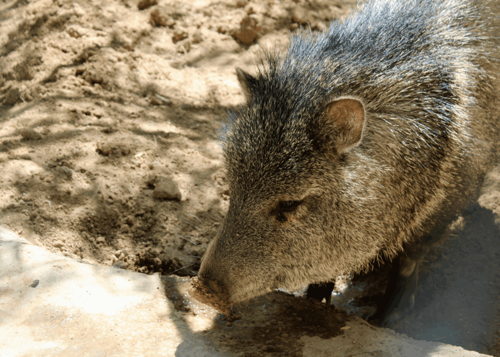 Collared peccary standing on dirt.