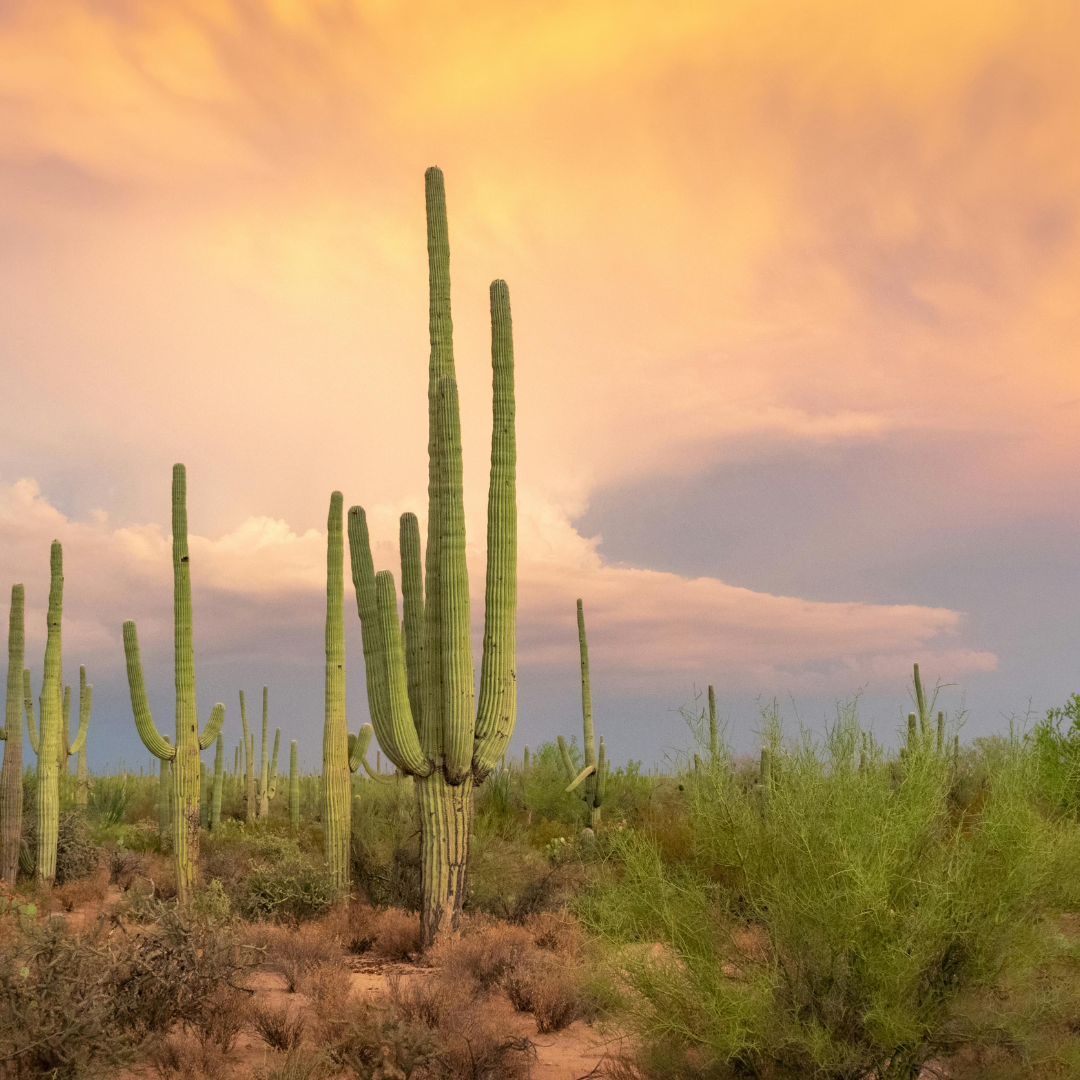 Saguaro cacti in the desert under a colorful sunset sky.