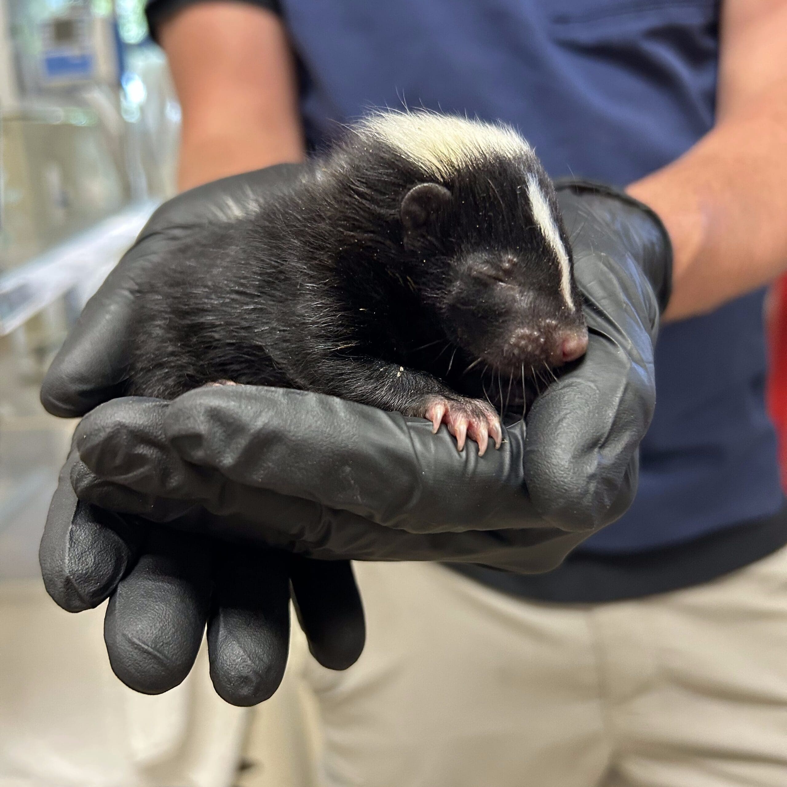 Animal care team holding a small animal.