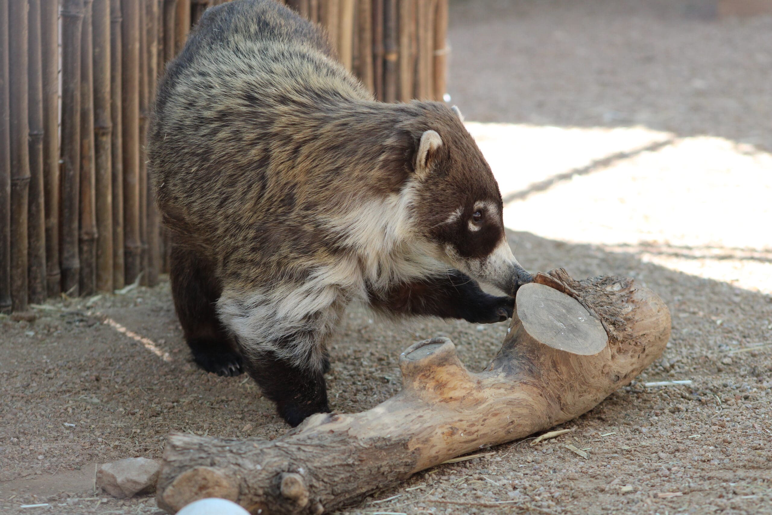A coati sniffs a log on the ground.