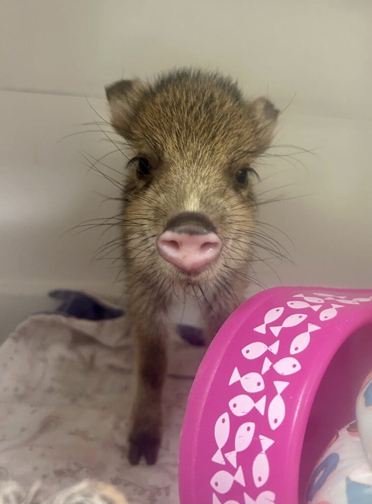 Baby javelina in a cozy enclosure, standing near a pink bowl with white fish designs.