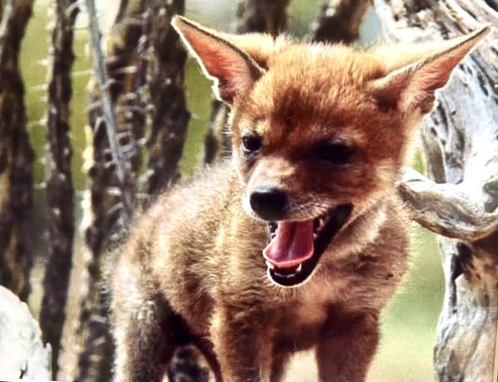 Young coyote standing among dry branches with mouth open.