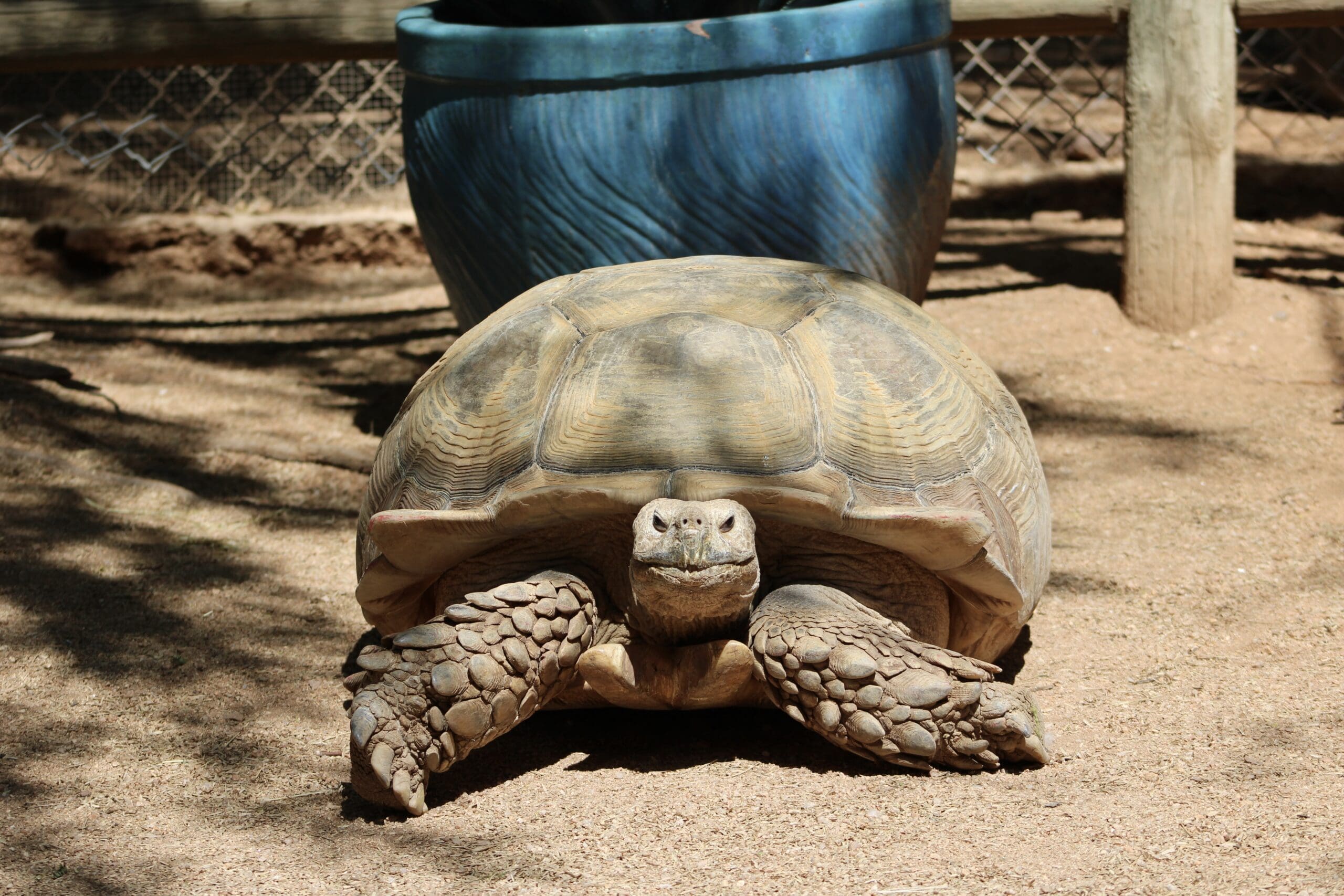 Large tortoise on sandy ground.